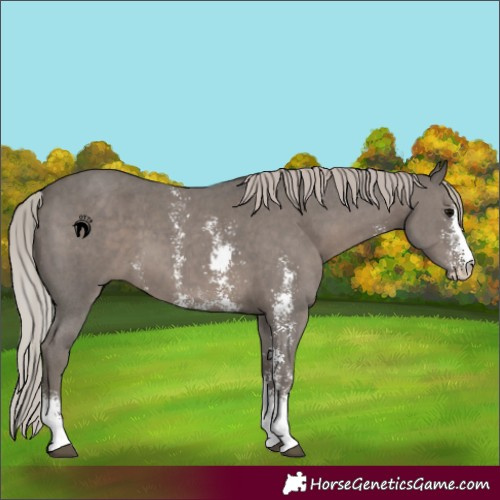 Horse Color:Silver Black Sabino