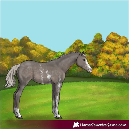 Horse Color:Silver Black Sabino 