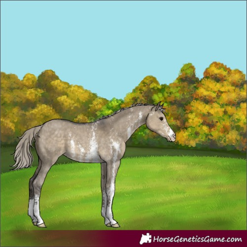 Horse Color:Silver Smoky Grullo Sabino 