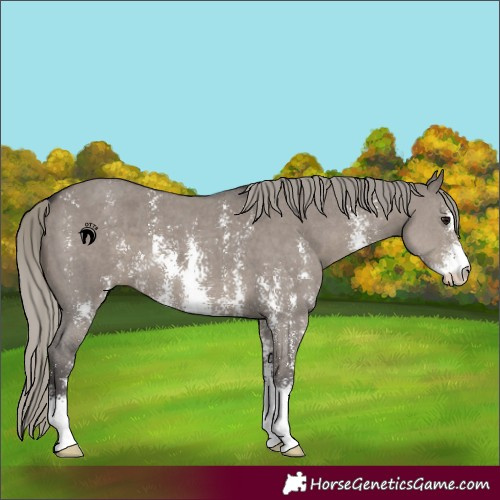 Horse Color:Silver Smoky Grullo Sabino 