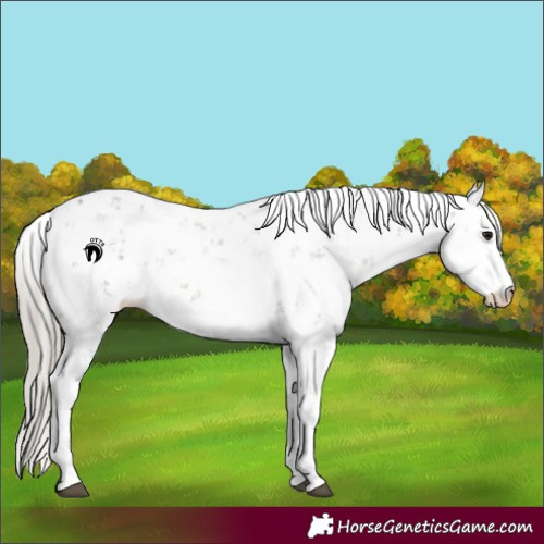 Horse Color:Silver Smoky Grullo Sabino