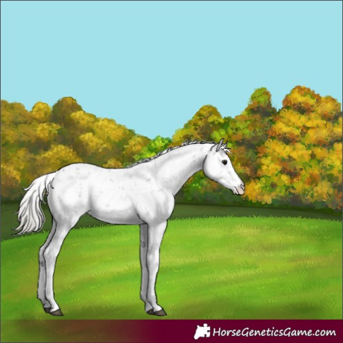 Horse Color:Silver Smoky Grullo Sabino