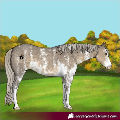 Horse Color:Silver Smoky Grullo Sabino