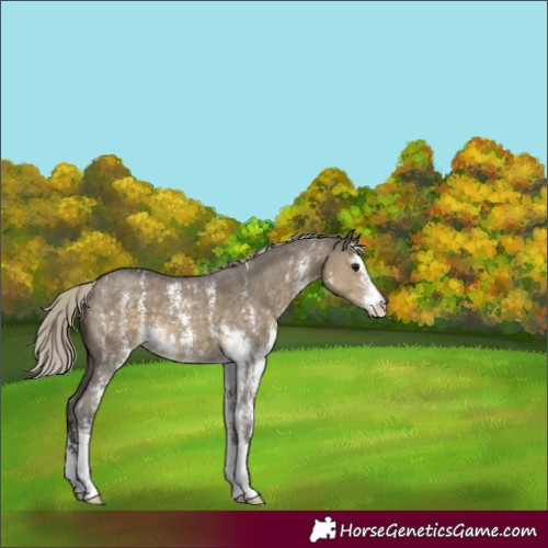 Horse Color:Silver Smoky Grullo Sabino 