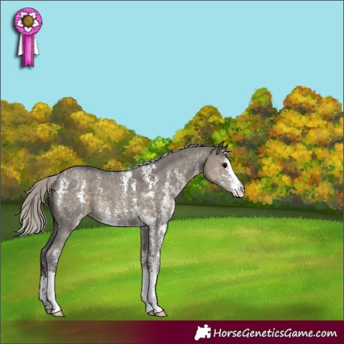 Horse Color:Silver Smoky Grullo Sabino 
