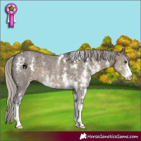 Horse Color:Silver Smoky Grullo Sabino