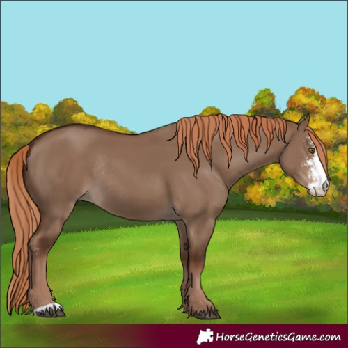 Horse Color:Liver Red Dun Sabino Rabicano