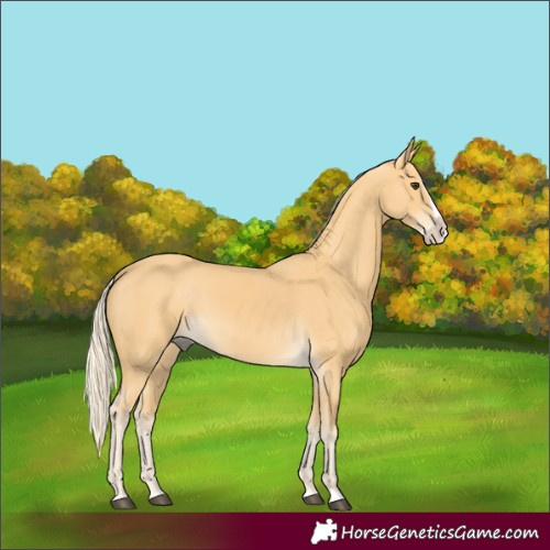 Horse Color:Palomino Splash 