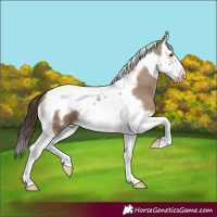 Horse Color:Classic Champagne Splash Tobiano Frame