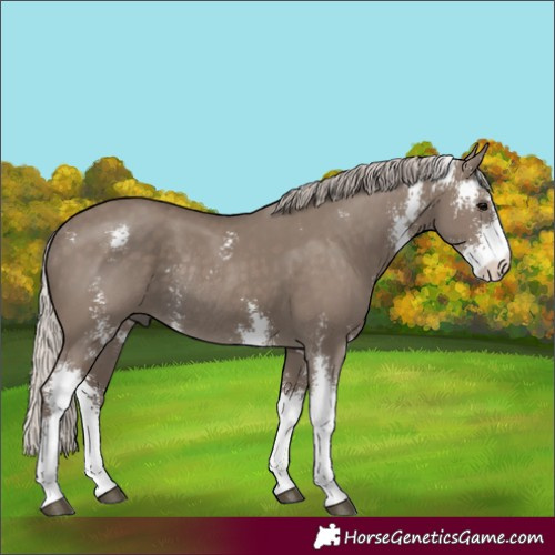 Horse Color:Silver Grullo Sabino Rabicano 