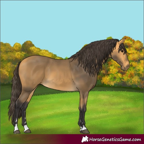 Horse Color:Buckskin