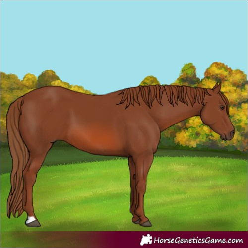 Horse Color:Chestnut 
