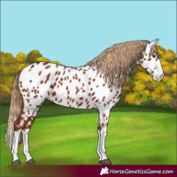Horse Color:Chestnut Splash Appaloosa