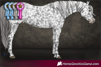 Horse Color:Smoky Black Snowflake Varnish