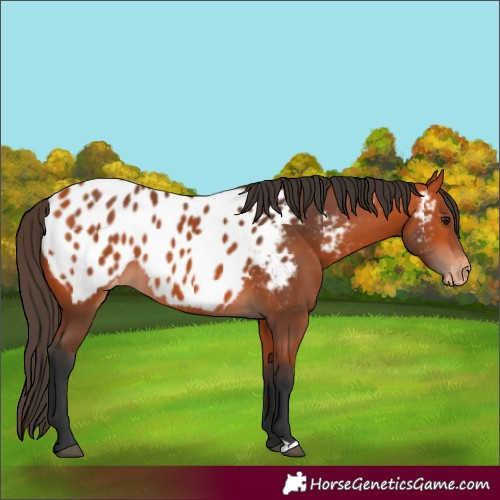 Horse Color:Bay Appaloosa