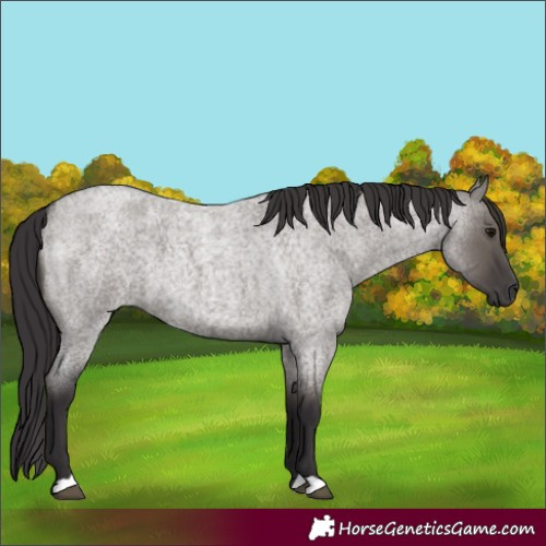 Horse Color:Smoky Grullo Roan