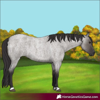 Horse Color:Smoky Grullo Roan 