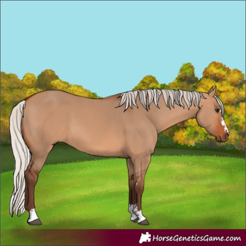 Horse Color:Silver Bay Dun