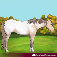 Horse Color:Amber Champagne Appaloosa