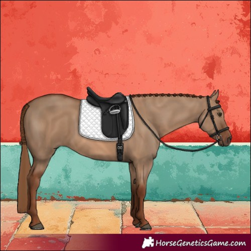 Horse Color:Red Dun 