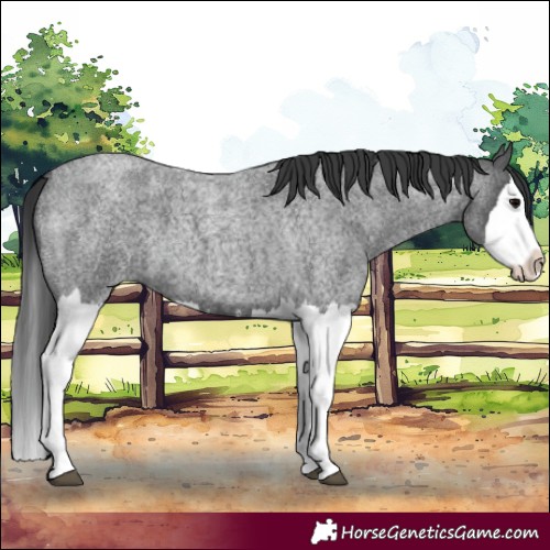 Horse Color:Blue Roan Splash 