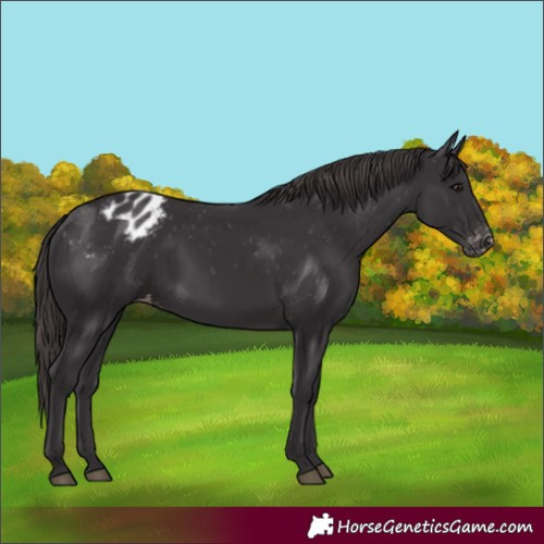 Horse Color:Smoky Black Appaloosa 