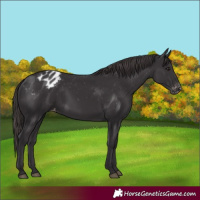 Horse Color:Smoky Black Appaloosa 
