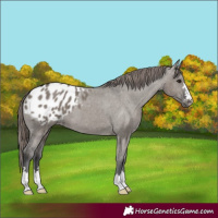 Horse Color:Grullo Appaloosa 