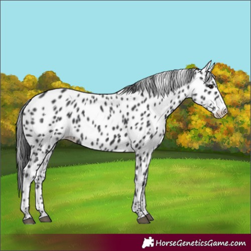 Horse Color:Black Frame Appaloosa