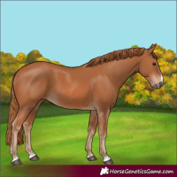 Horse Color:Chestnut 