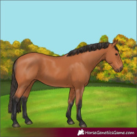 Horse Color:Bay 