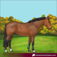 Horse Color:Bay 