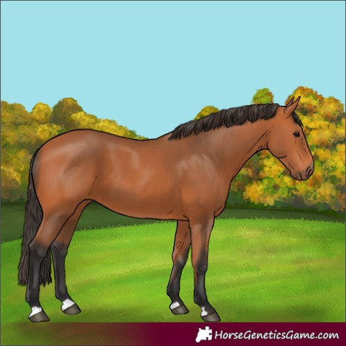 Horse Color:Bay 