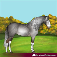 Horse Color:Gray Liver Chestnut Splash 