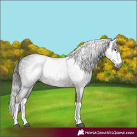 Horse Color:Gray Liver Chestnut Splash 