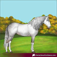 Horse Color:Gray Liver Chestnut Splash 