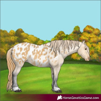 Horse Color:Buckskin Dun Appaloosa