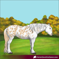 Horse Color:Buckskin Dun Appaloosa 