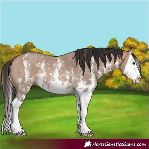 Horse Color:Bay Dun Sabino Splash 