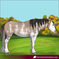 Horse Color:Bay Dun Sabino Splash 