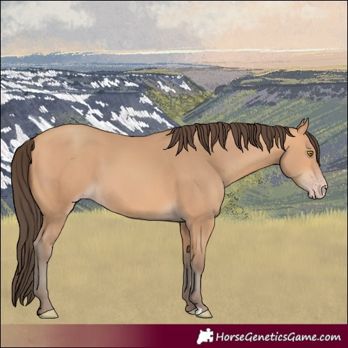 Horse Color:Amber Champagne 