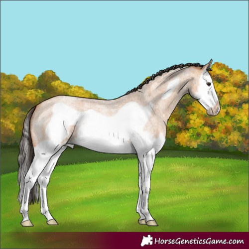 Horse Color:Bay Roan Dun Splash Frame 
