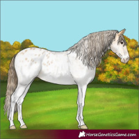 Horse Color:White Spotted Buckskin Appaloosa 