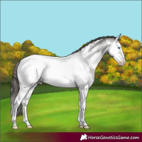 Horse Color:Grullo Roan Splash Appaloosa Rabicano