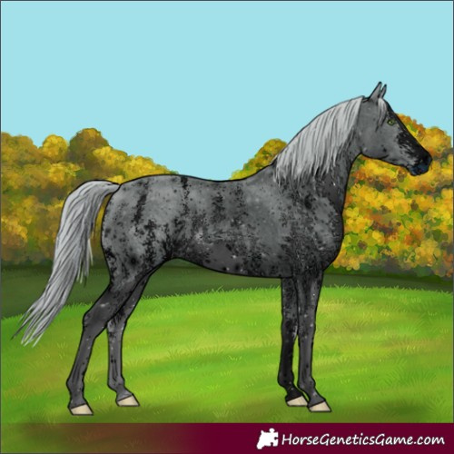 Horse Color:ERROR: UNKNOWN ANOMALY