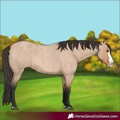 Horse Color:Bay Roan Dun Splash
