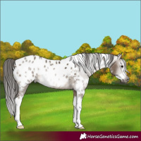 Horse Color:Gray White Spotted Bay Dun Splash Near Leopard 