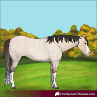 Horse Color:Bay Roan Dun Splash