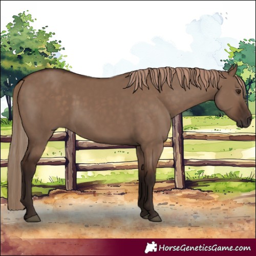 Horse Color:Liver Red Dun 