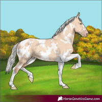 Horse Color:White Spotted Silver Amber Champagne Dun Tobiano Rabicano